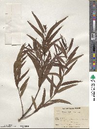 Salix nigra image