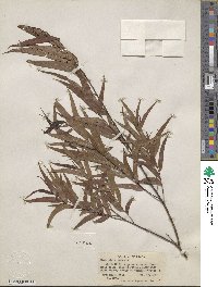 Salix nigra image