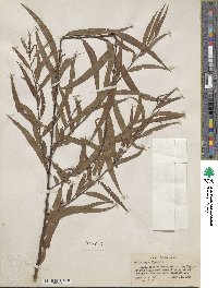 Salix nigra image