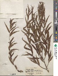 Salix nigra image