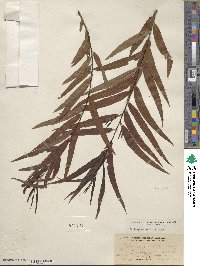 Salix nigra image