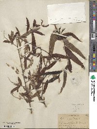 Salix nigra image