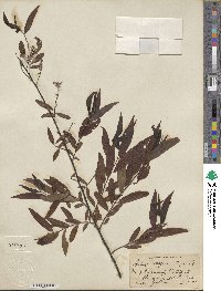 Salix nigra image