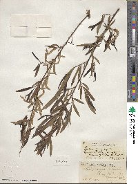 Salix nigra image