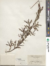 Salix nigra image