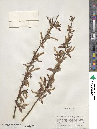 Salix nigra image