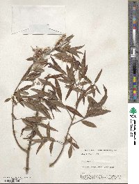 Salix nigra image