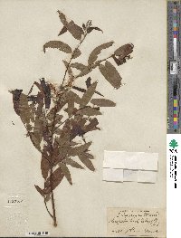 Salix nigra image