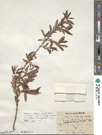 Salix nigra image