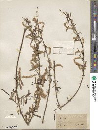 Salix nigra image