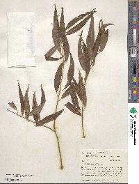 Salix nigra image