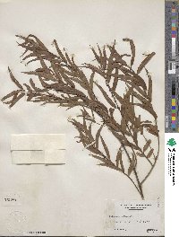 Salix nigra image