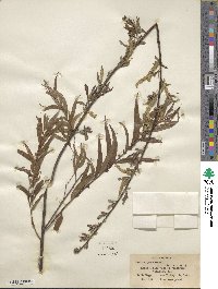 Salix nigra image