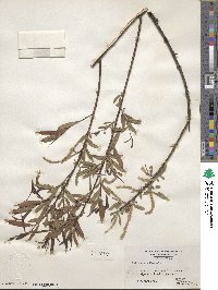 Salix nigra image