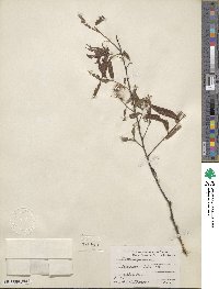 Salix nigra image