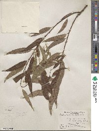 Salix nigra image