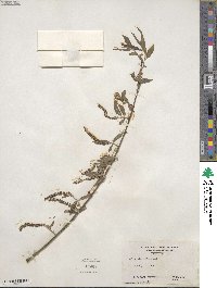 Salix nigra image