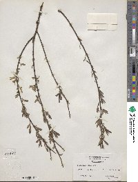 Salix nigra image