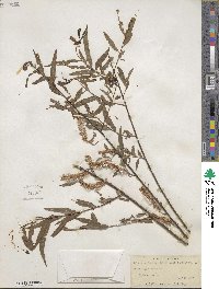 Salix nigra image