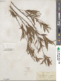 Salix nigra image