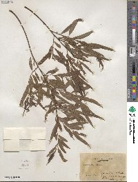 Salix nigra image