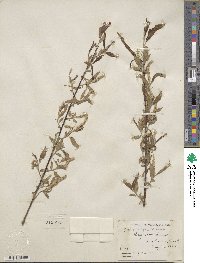 Salix nigra image