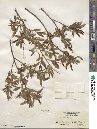 Salix nigra image