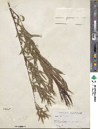 Salix nigra image