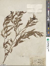 Salix nigra image