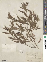 Salix nigra image