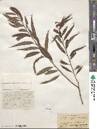 Salix nigra image