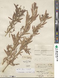 Salix nigra image