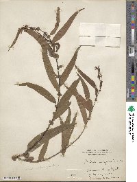 Salix nigra image