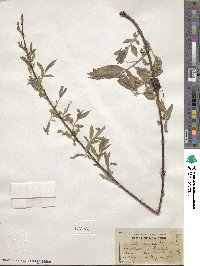 Salix nigra image