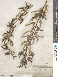 Salix nigra image