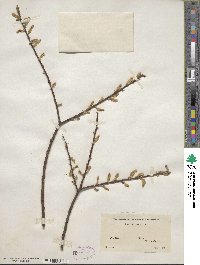 Salix nigra image