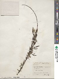 Salix nigra image