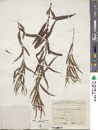 Salix nigra image