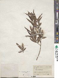 Salix nigra image