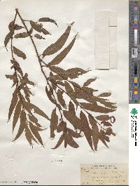 Salix nigra image