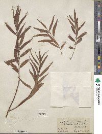 Salix nigra image