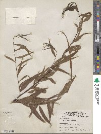 Salix nigra image