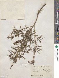 Salix nigra image