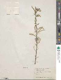 Salix nigra image