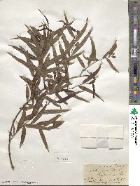 Salix nigra image