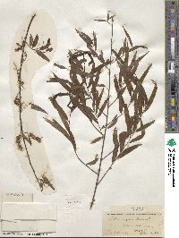 Salix nigra image