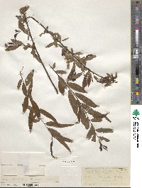 Salix nigra image