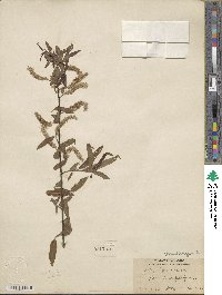 Salix nigra image