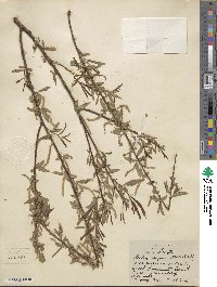 Salix nigra image