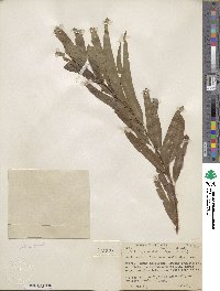 Salix nigra image